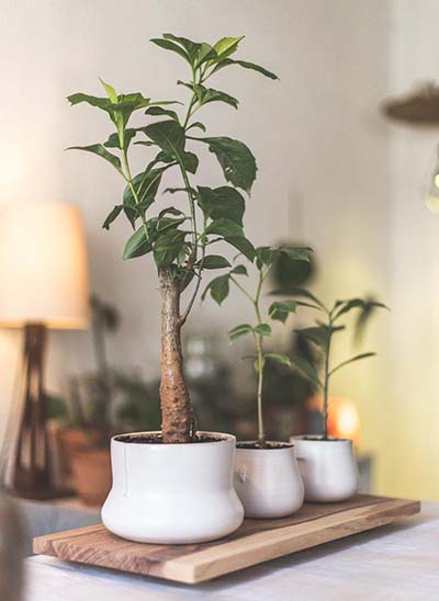 pot ceramique pour fleur