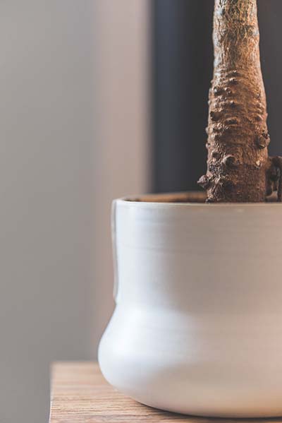 pot de fleur ceramique et plante