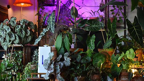 pot fleur plantes tropicales