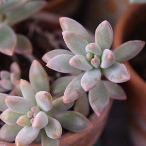 pot fleur succulentes